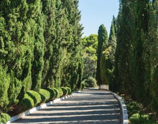 *Санаторий "Понизовка" г. Ялта